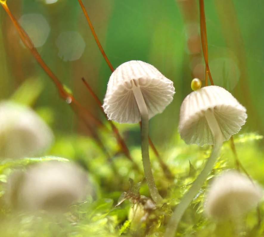 Private Sacred Mushroom Ceremony