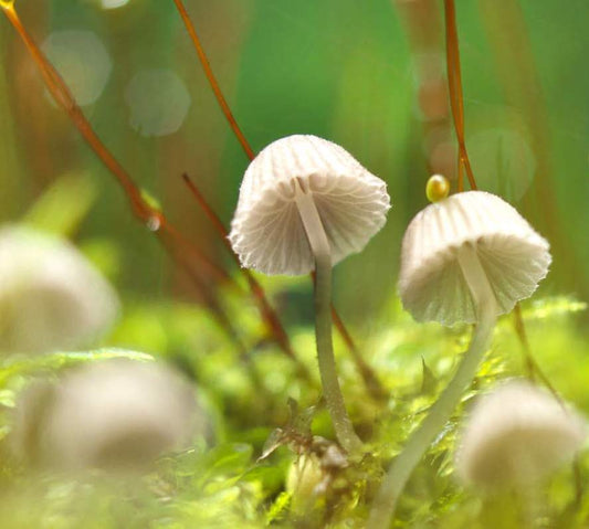 Private Sacred Mushroom Ceremony